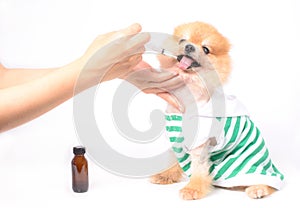 Medicate drug to little dog