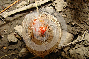 Of the medicative herb