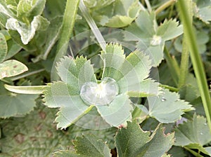 Of the medicative herb