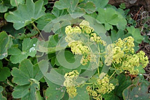 Of the medicative herb