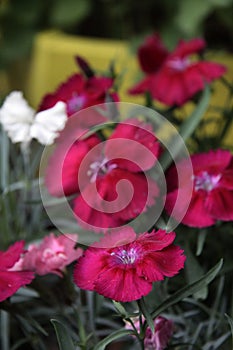 Medicative herb: red flowers of carnation close up photo