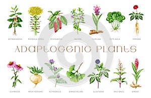 Medicinal adaptogenic plants and herbs painted set. Watercolor botanical illustration. Hand drawn medicinal different