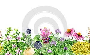 Medicinal adaptogenic plants and herbs seamless border. Watercolor botanical illustration. Hand drawn fresh eleuthero