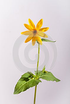 Medicinal Arnica isolated on White