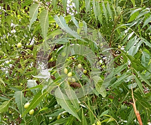 Medicinal  Azadirachta indica or neem  fruit and leaves