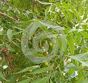 Medicinal  Azadirachta indica or neem  fruit and leaves and branch
