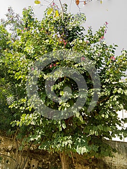 Medicinal bidi leaf tree or Bauhinia racemosa or kathmuli tree