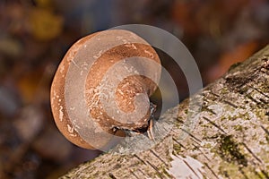 Medicinal birch polypore mushroom Piptoporus betulinus growing on birch photo