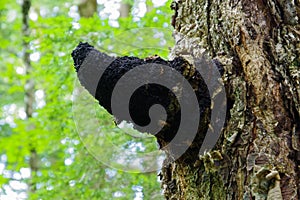 Medicinal Chaga Mushroom growing on Birch tree.