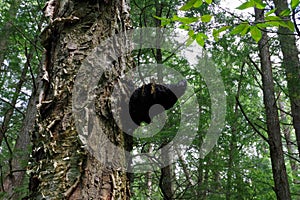 Medicinal Chaga Mushroom growing on Birch tree.