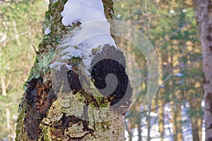 Medicinal Chaga Mushroom growing on Birch tree. photo
