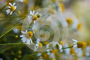 Medicinal chamomile for healthy tea agains virus infection