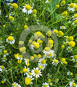 Medicinal chamomile, Matricaria chamomilla