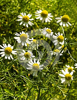 Medicinal chamomile, Matricaria chamomilla