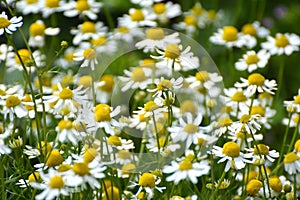Medicinal chamomile (Matricaria recutita) blooms in the meadow among the herbs photo