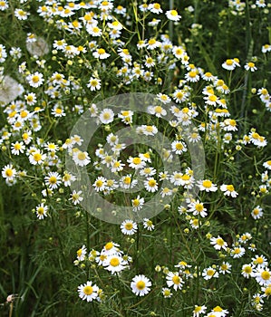 Medicinal chamomile (Matricaria recutita) blooms in the meadow among the herbs photo