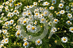 Medicinal chamomile officinalis plant growing in a field.