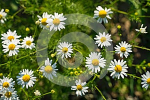 Medicinal chamomile officinalis plant growing in a field.