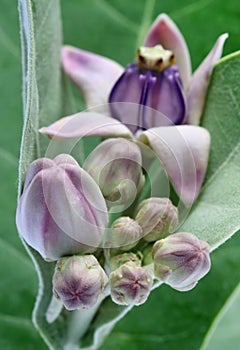 Medicinal Crown flower