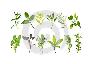 Medicinal and Culinary Herb Leaves