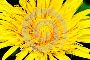 Medicinal dandelion close-up. Macro image of a yellow flower