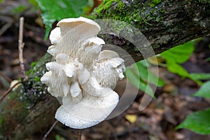 Medicinal, edible mushroom Hericium erinaceus, close up. Mushroom growing on a tree