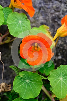 Medicinal edible ornamental plant garden orange nasturtium in blossom