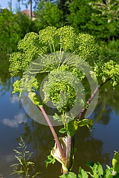 Medicinal, essential oil, honey, food plant - angelica archangelica grows in the wild
