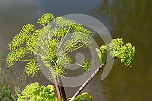 Medicinal, essential oil, honey, food plant - angelica archangelica grows in the wild