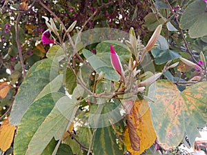 medicinal flower bud of Bauhinia racemosa or Bidi Leaf flower