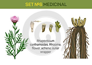 Medicinal flower of Rhaponticum carthamoides or maral root.