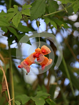 medicinal fruit momordica charantia photo