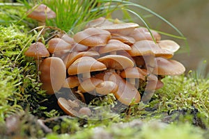 Medicinal fungus - Kuehneromyces mutabilis photo