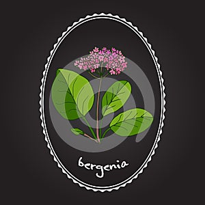 Medicinal and garden plant bergenia