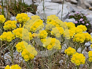 Medicinal golden herb used in stomach ailments