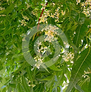 Medicinal herb Azadirachta indica  or neem flower and green leaf