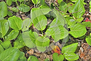 Medicinal herb bergenia (Bergenia pacifica) 10