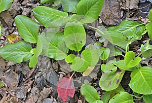 Medicinal herb bergenia (Bergenia pacifica) 12