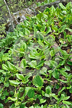 Medicinal herb bergenia (Bergenia pacifica) 17