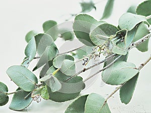 Medicinal herb. branch with eucalyptus leaves