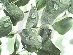 Medicinal herb. branch with eucalyptus leaves. water on the leaves. close up