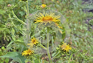 Medicinal herb elecampane 1