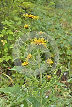 Medicinal herb elecampane 2