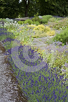 Medicinal herb garden in old English style with old varieties and mixed borders