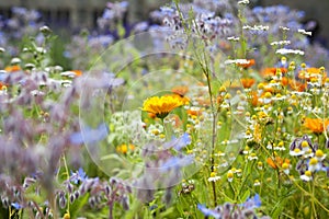 Medicinal herb garden in old English style with old varieties and mixed borders