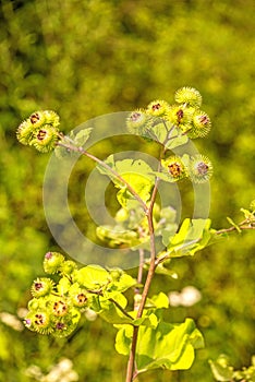 Medicinale erba più grande bardana fiore 