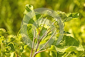 Medicinal herb greater burdock with flower