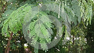 Medicinal herb, lamtoro gung Leaf and tree or leucaena leucocephala, glabrata or giant leucanea, petai cina