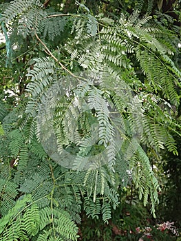 Medicinal herb, lamtoro gung Leaf and tree or leucaena leucocephala, glabrata or giant leucanea, petai cina