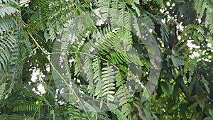 Medicinal herb, lamtoro gung Leaf and tree or leucaena leucocephala, glabrata or giant leucanea, petai cina